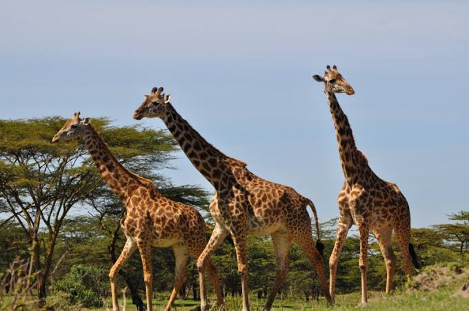 Wildlife in Mikumi National Park